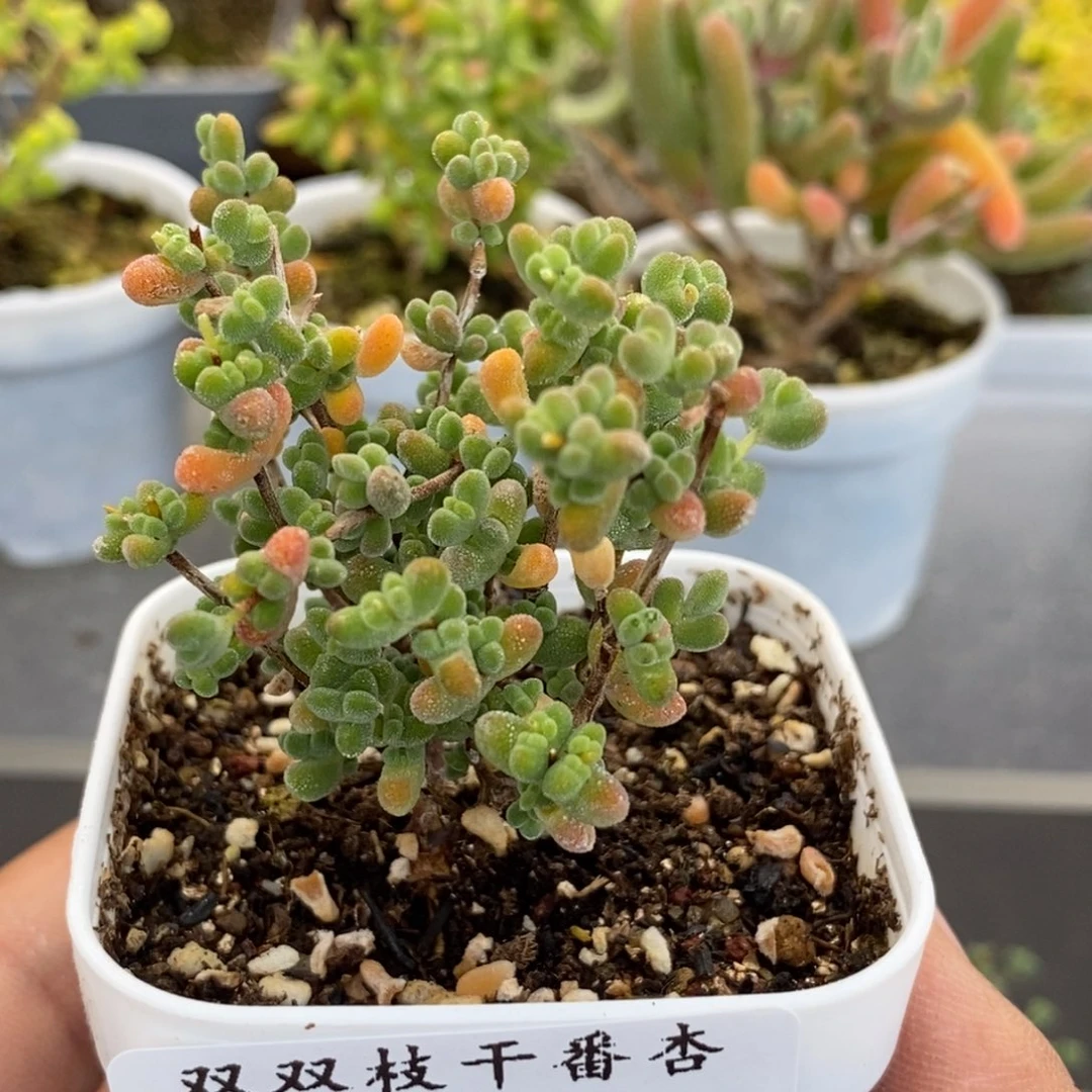 173莱斯。