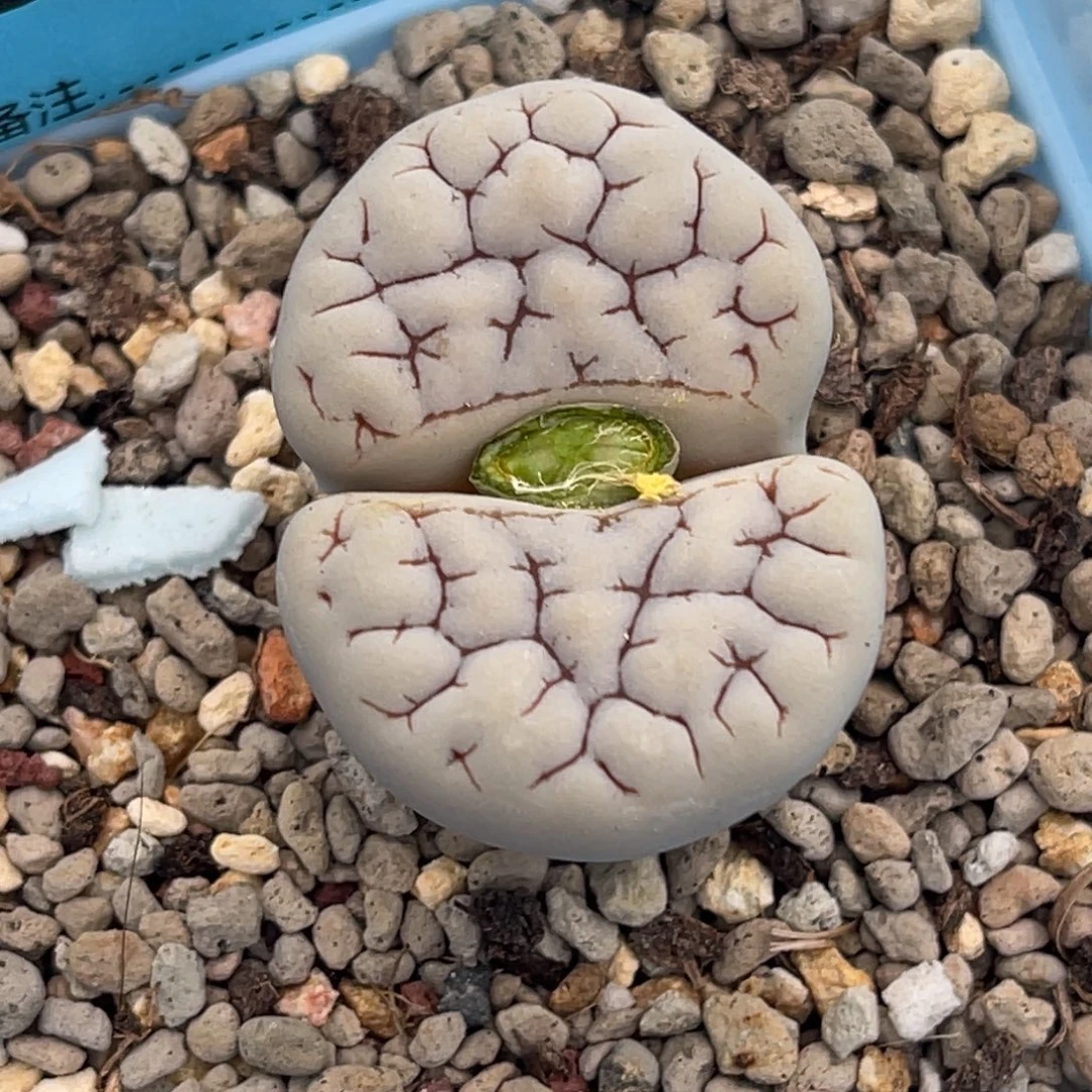 9774白底咖纹261一颗