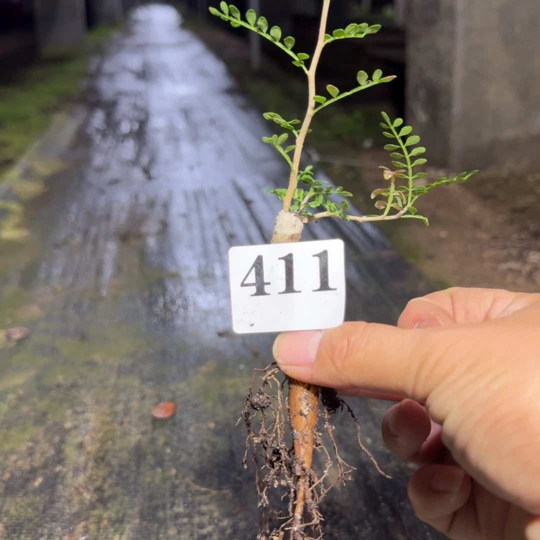 象足漆树扦插多肉植物