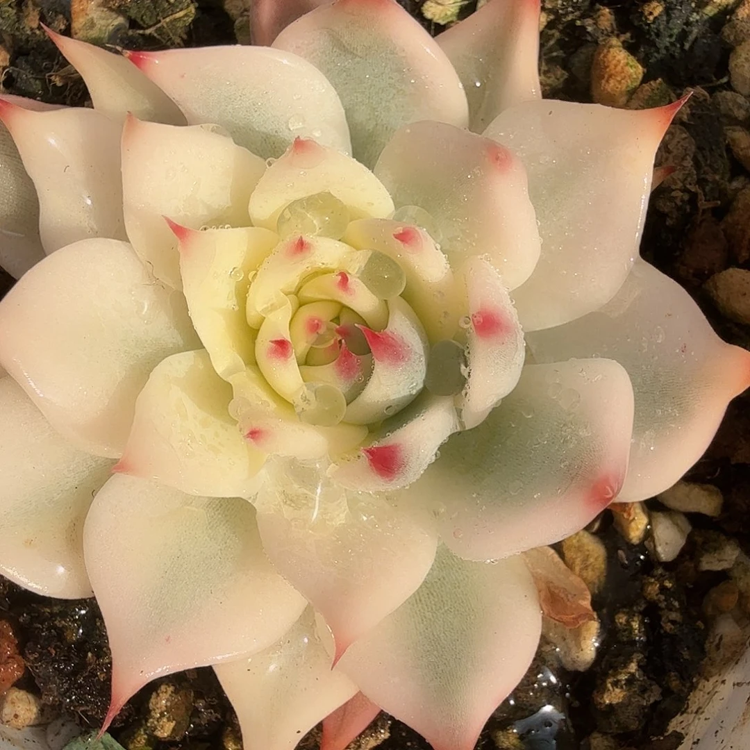 吉娃娃锦，多肉植物