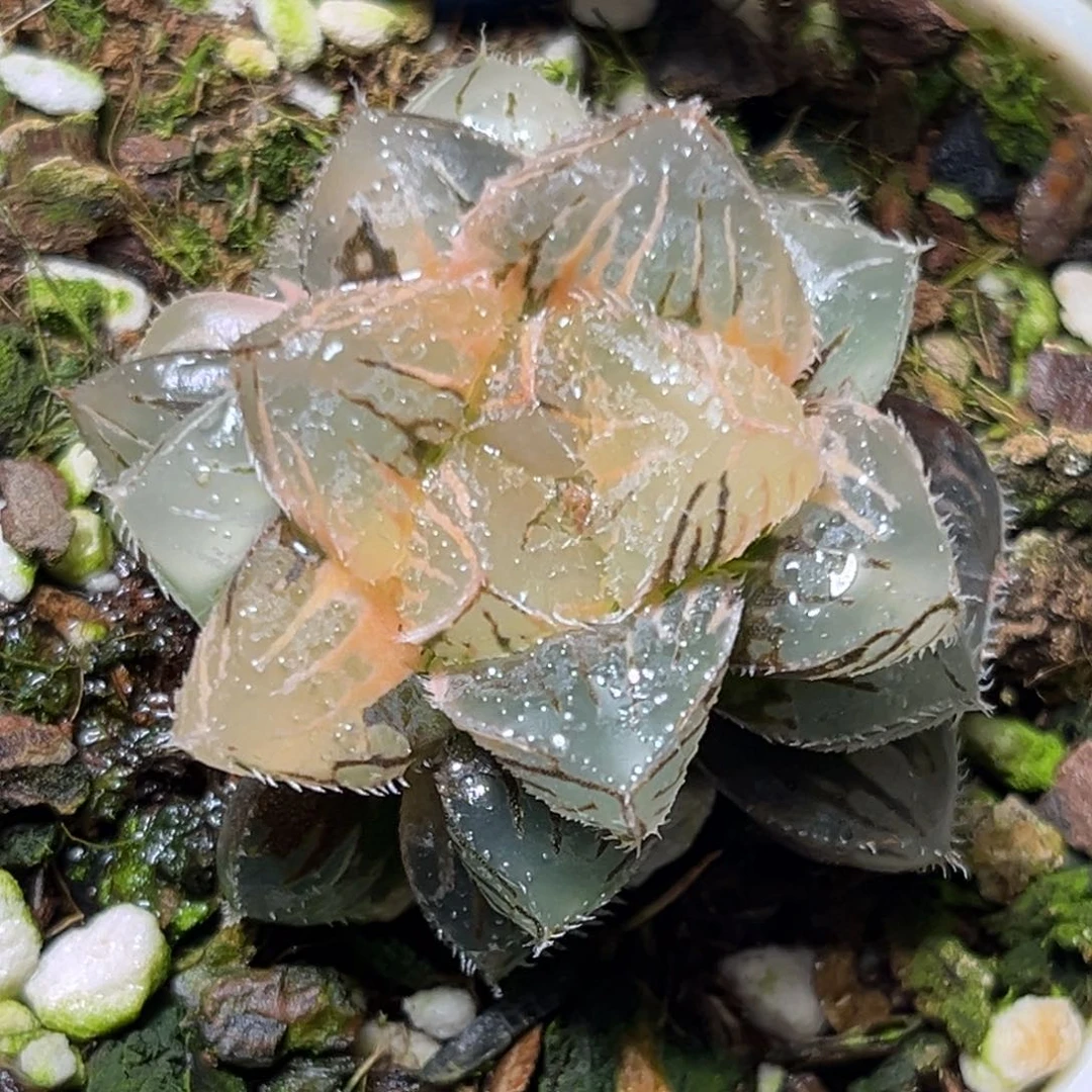 恭喜发财大吉大利529