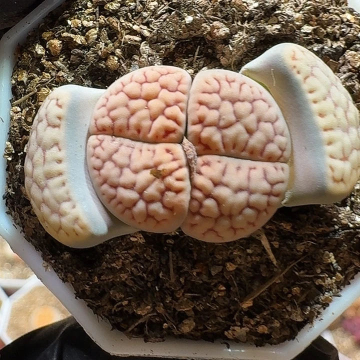 生石花222/：：/。  27