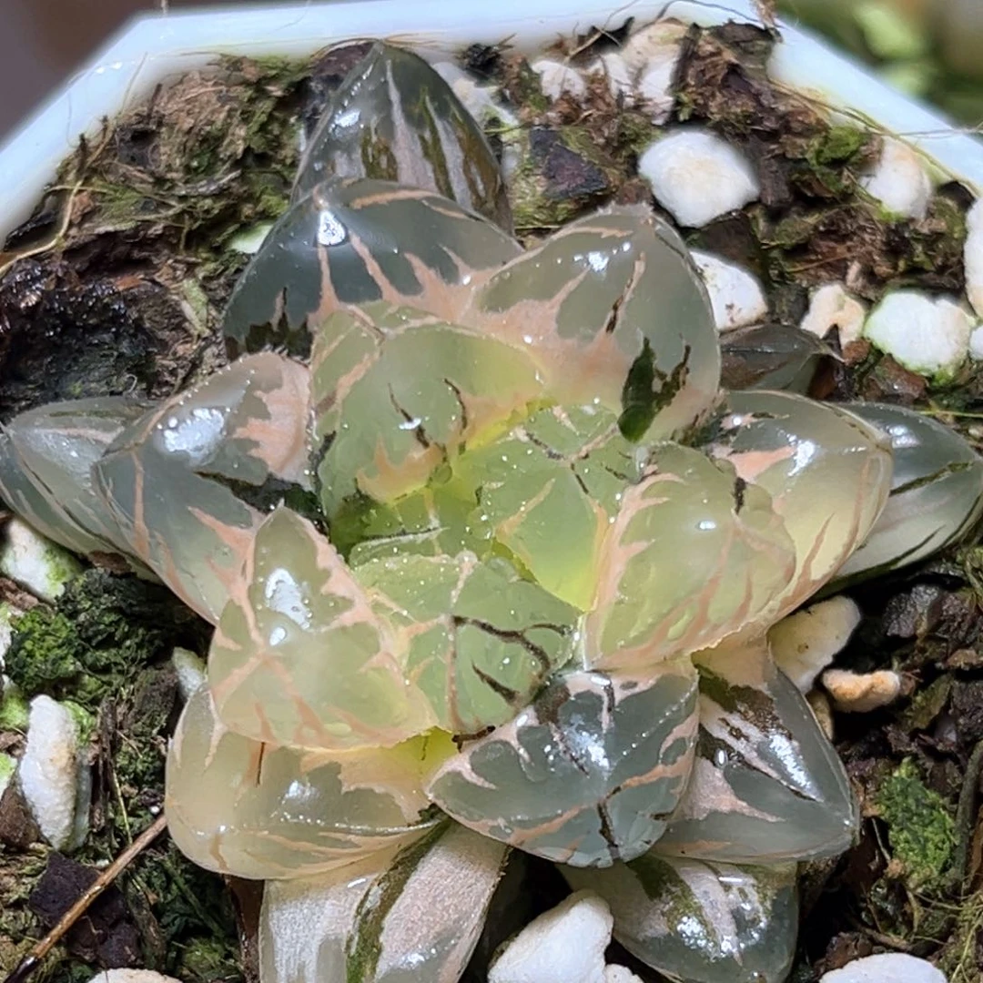 恭喜发财大吉大利1248