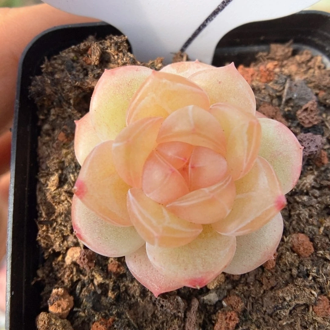 透心珍妮可拍209号