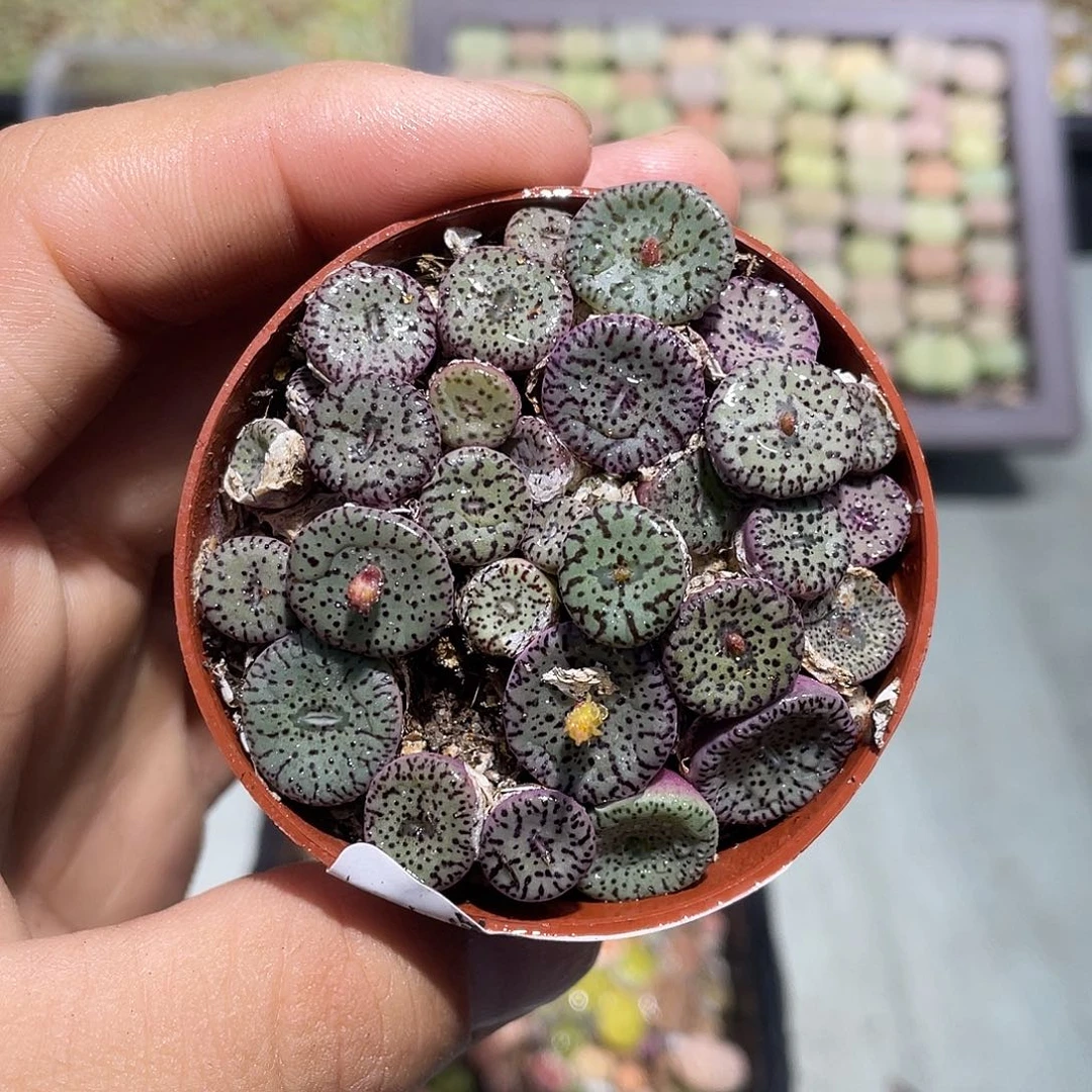 当天凑满十八元包邮267