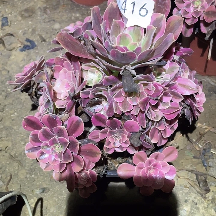 多肉植物法师416美杜莎