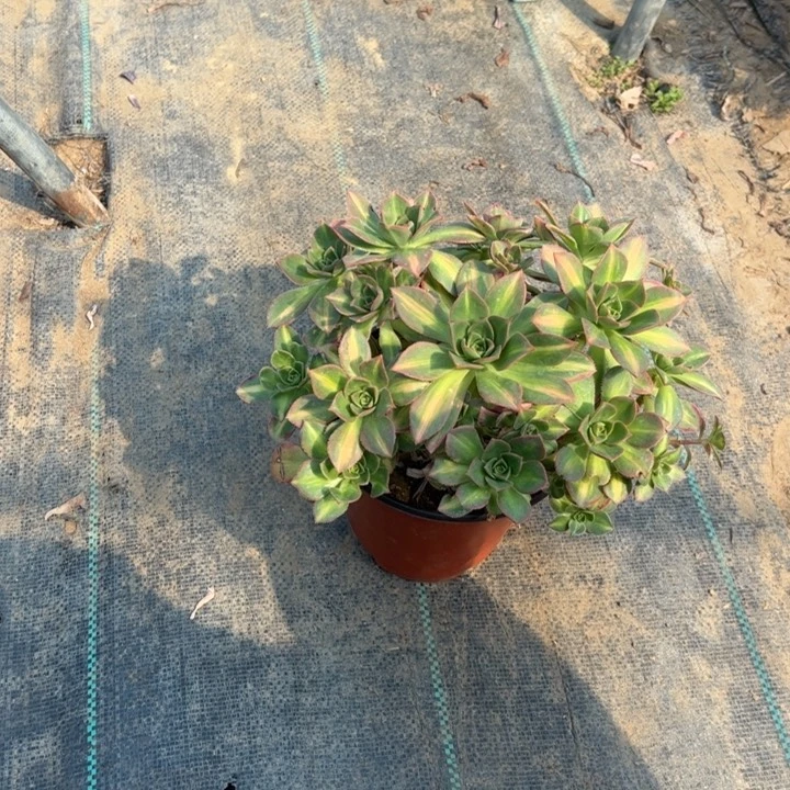 89星灿多肉多肉多肉