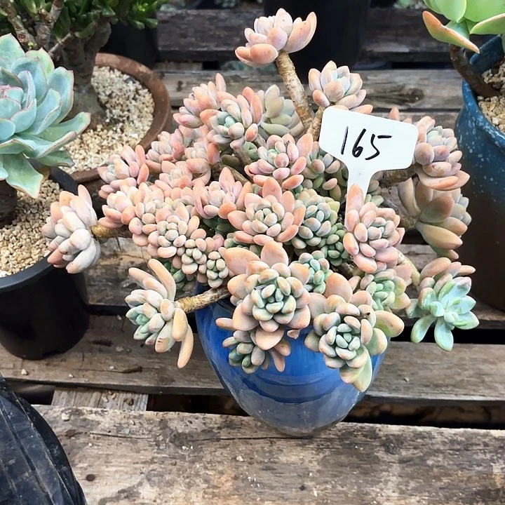 多肉植物，落神165号