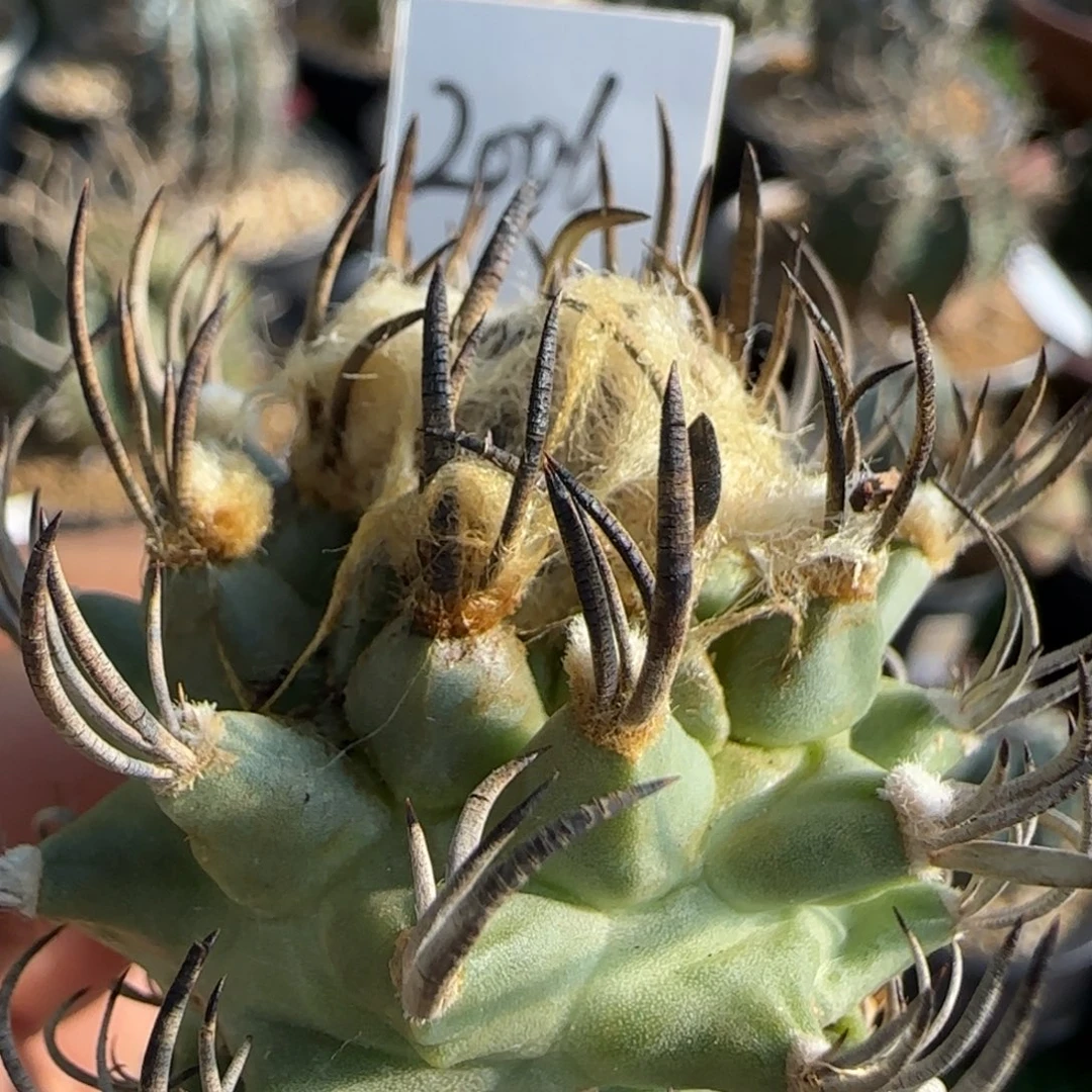 2006实生啊啊啊啊啊啊