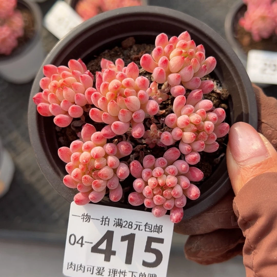 烟花多肉多肉多肉多肉