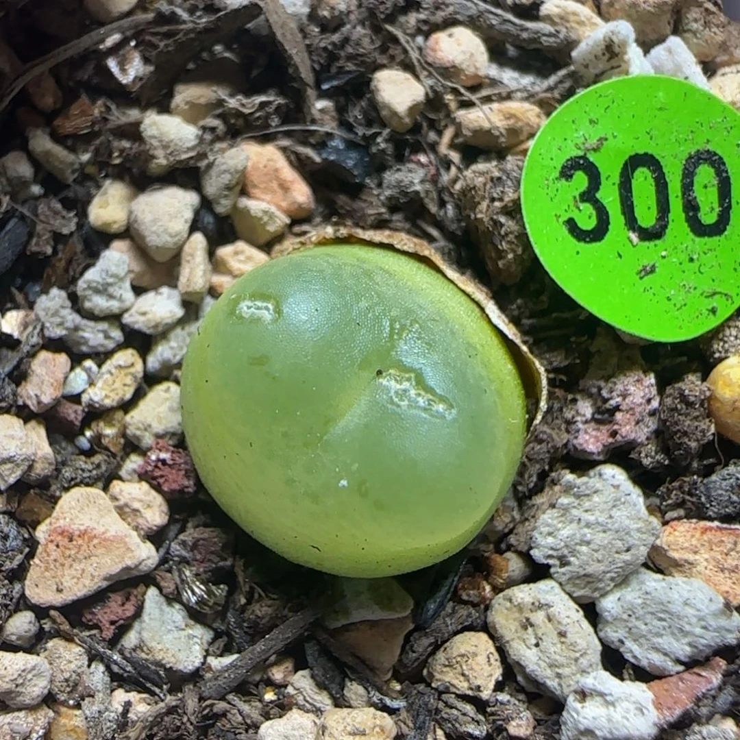 拉登1.2+瑕疵多肉植物300