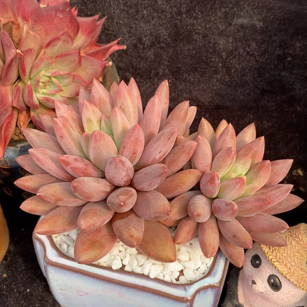 水晶球多肉植物盆栽