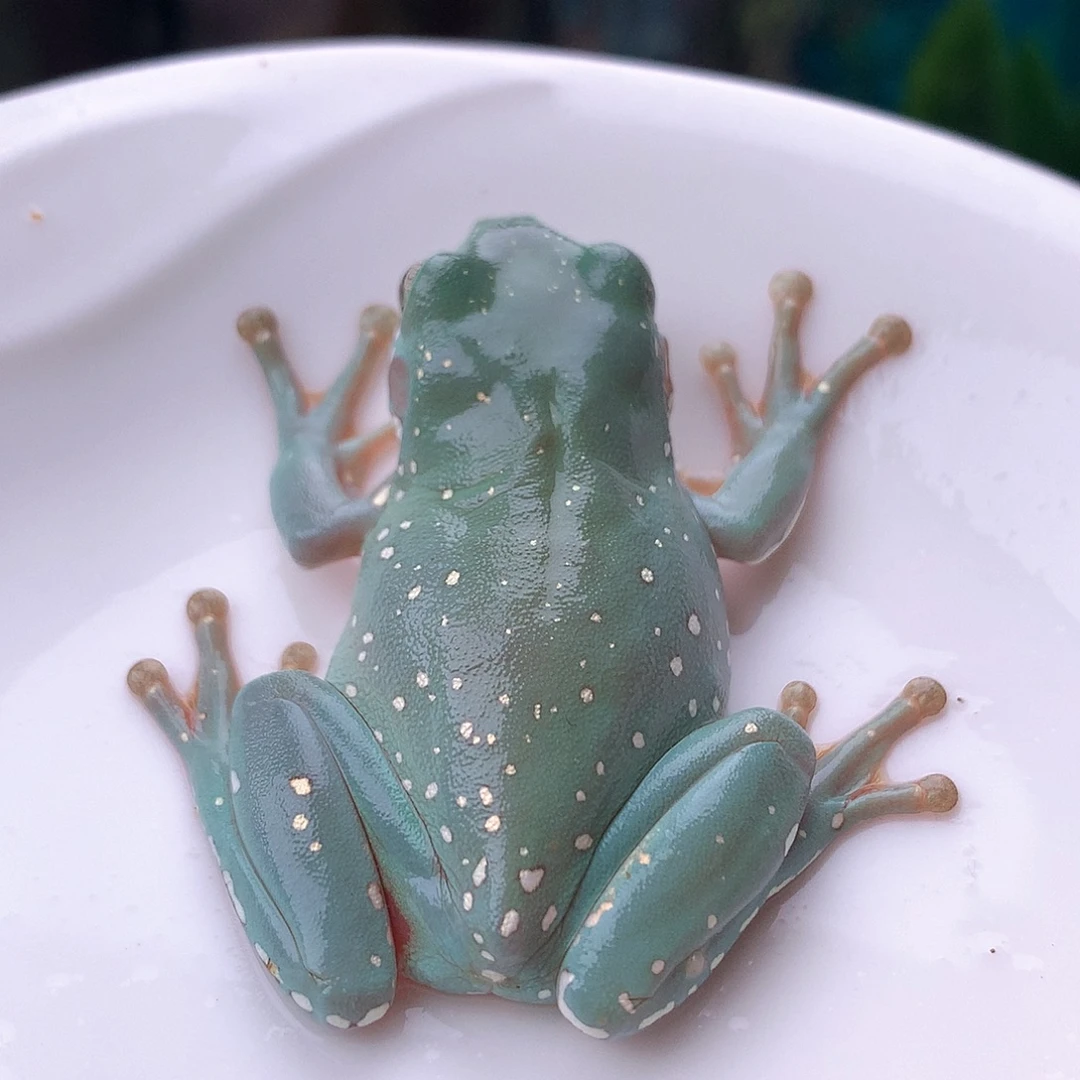 老爷树蛙11号精品蒂芙尼暴雪推荐