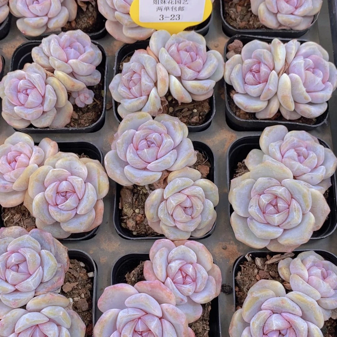 3-23-M芋圆啵啵双头一个