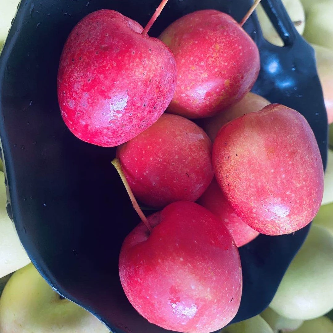 东北香甜微酸鸡心果 新鲜采摘 包邮