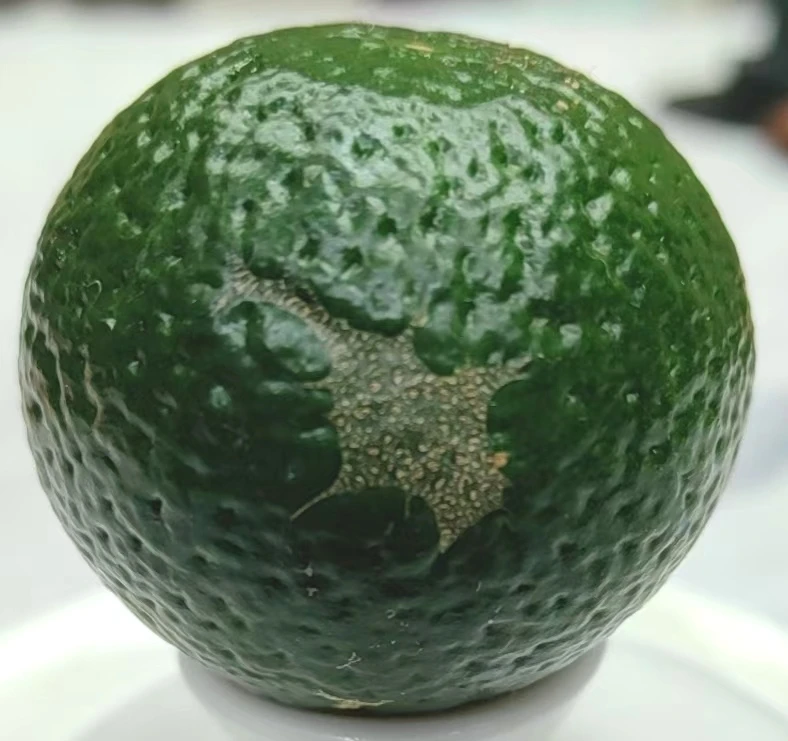 2025年东甲三榄围11年树原始品种小青柑鲜果（鲜果不退不换）