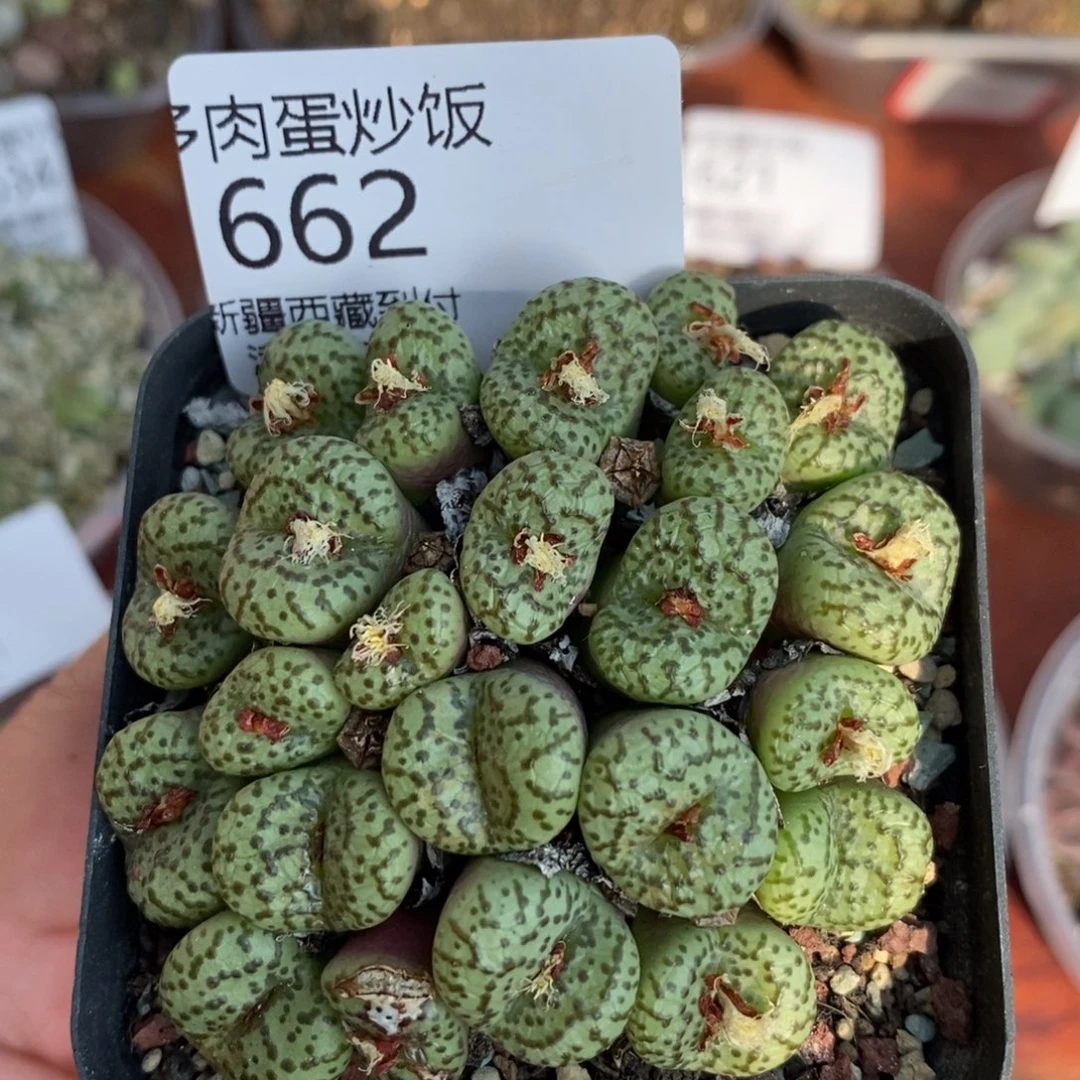 感谢您的支持，00662