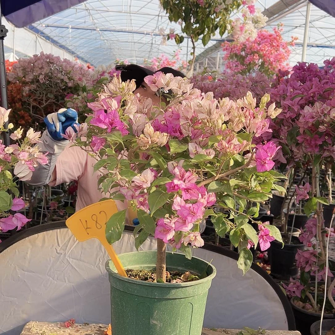 J****大部分花苞少量开放K82雪紫