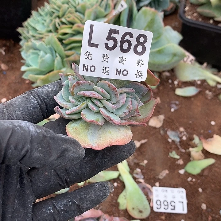 白凤缀化 多肉植物9.27号左右发