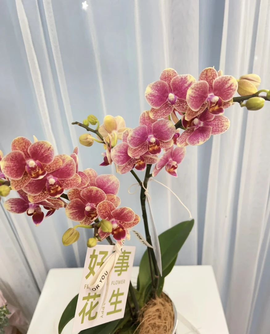 蝴蝶兰——金蝶(任意两颗包邮只拍一颗发苗)