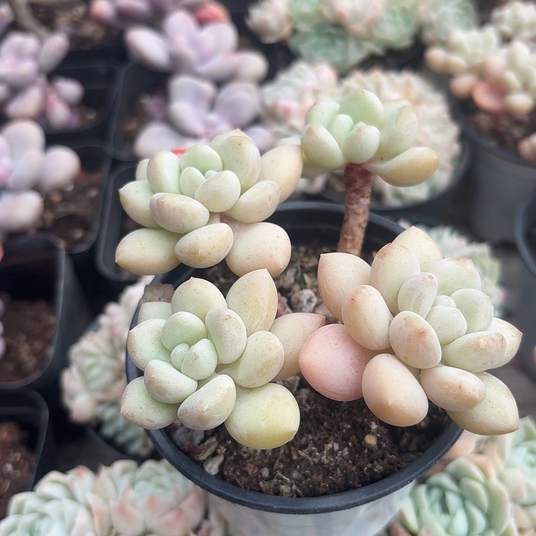 泡泡糖新疆包邮19.8