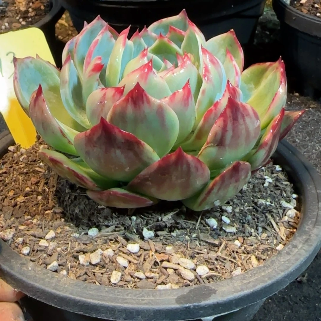 花脸拉丝惊鸿一物一拍包装收缩花旱313