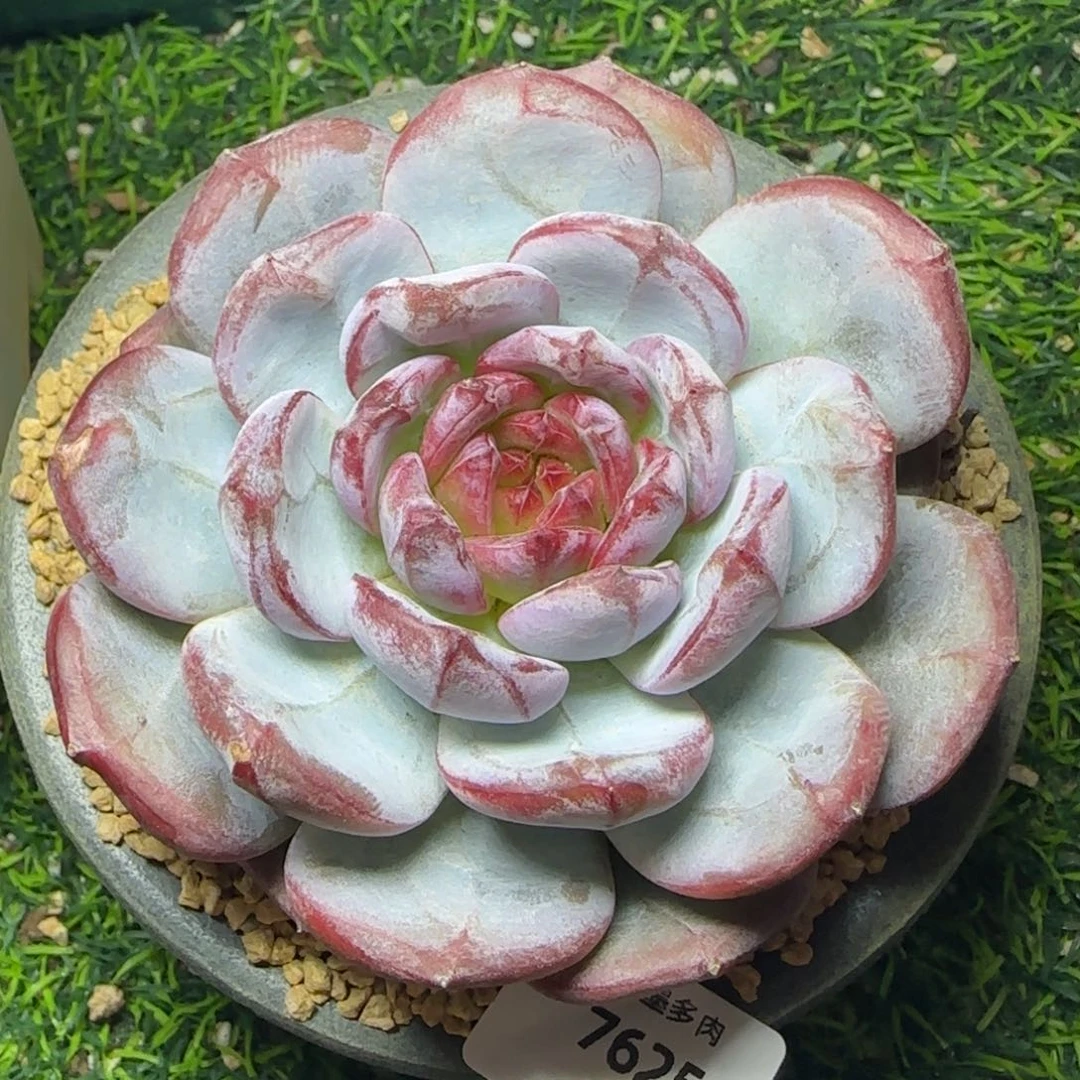 雪色浪漫，7625多肉植物