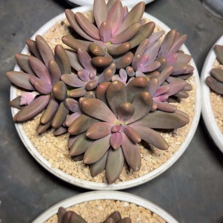 糖果美人  一物一拍