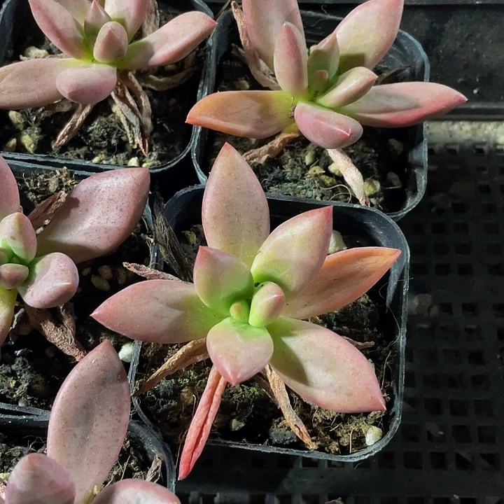 桃花源第盆土发货