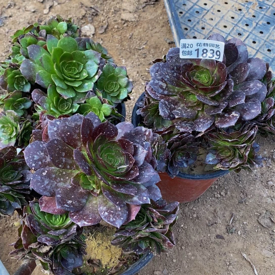 1839三个黑魔号一物一拍多肉植物