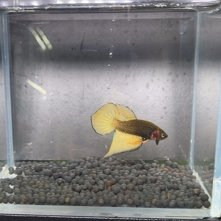 斗鱼泰国原斗336号