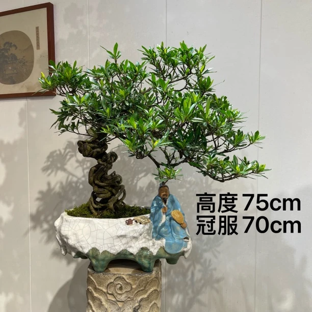 严天盆景｜精品老桩海星栀子花盆景