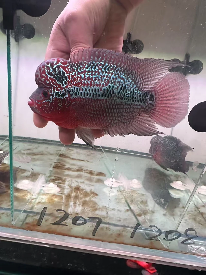 鸿运罗汉鱼 压成罗汉鱼