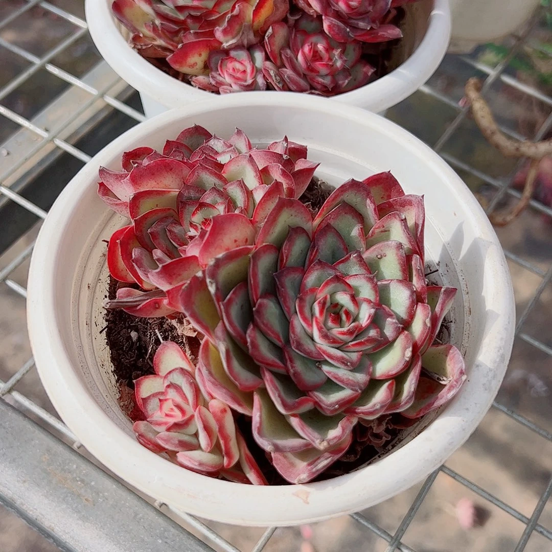 肉酱玫瑰大单头带仔精品