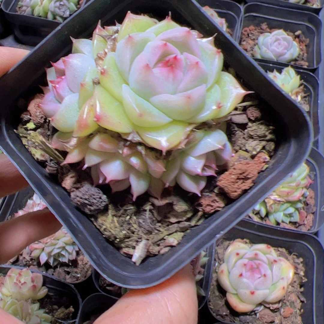 L***?新品，多肉植物