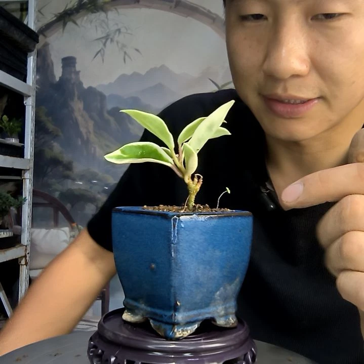 ?**润中青园艺一物一拍45