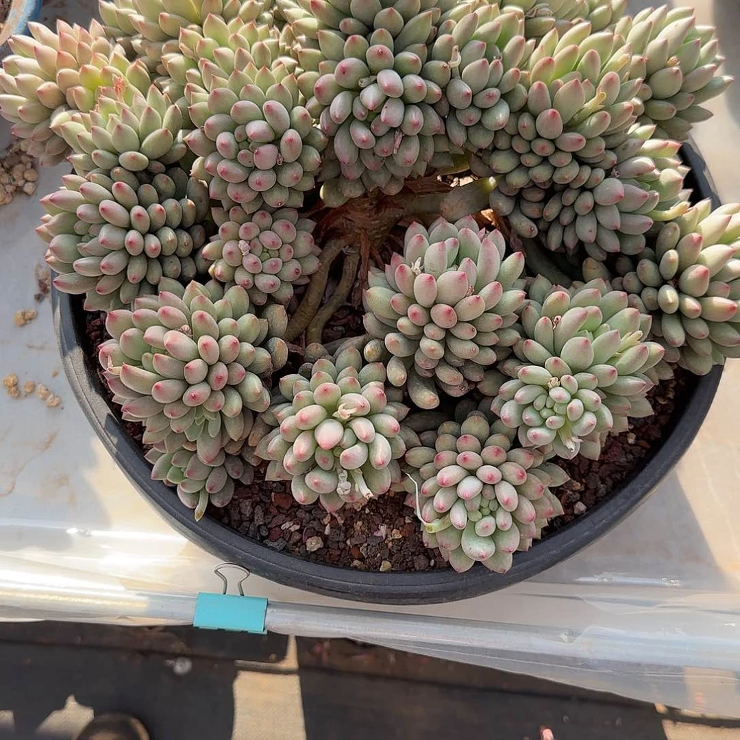 ?****e多肉植物二代虞美人