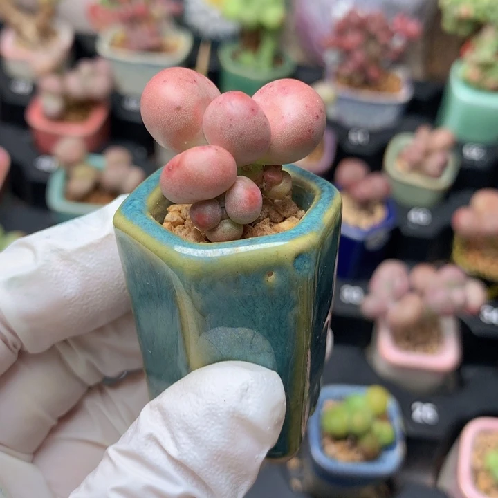 红宝石奶酪石化带血斑 木质老桩