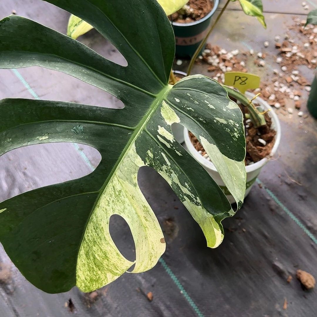 无花朵偃**文泰国薄荷p8
