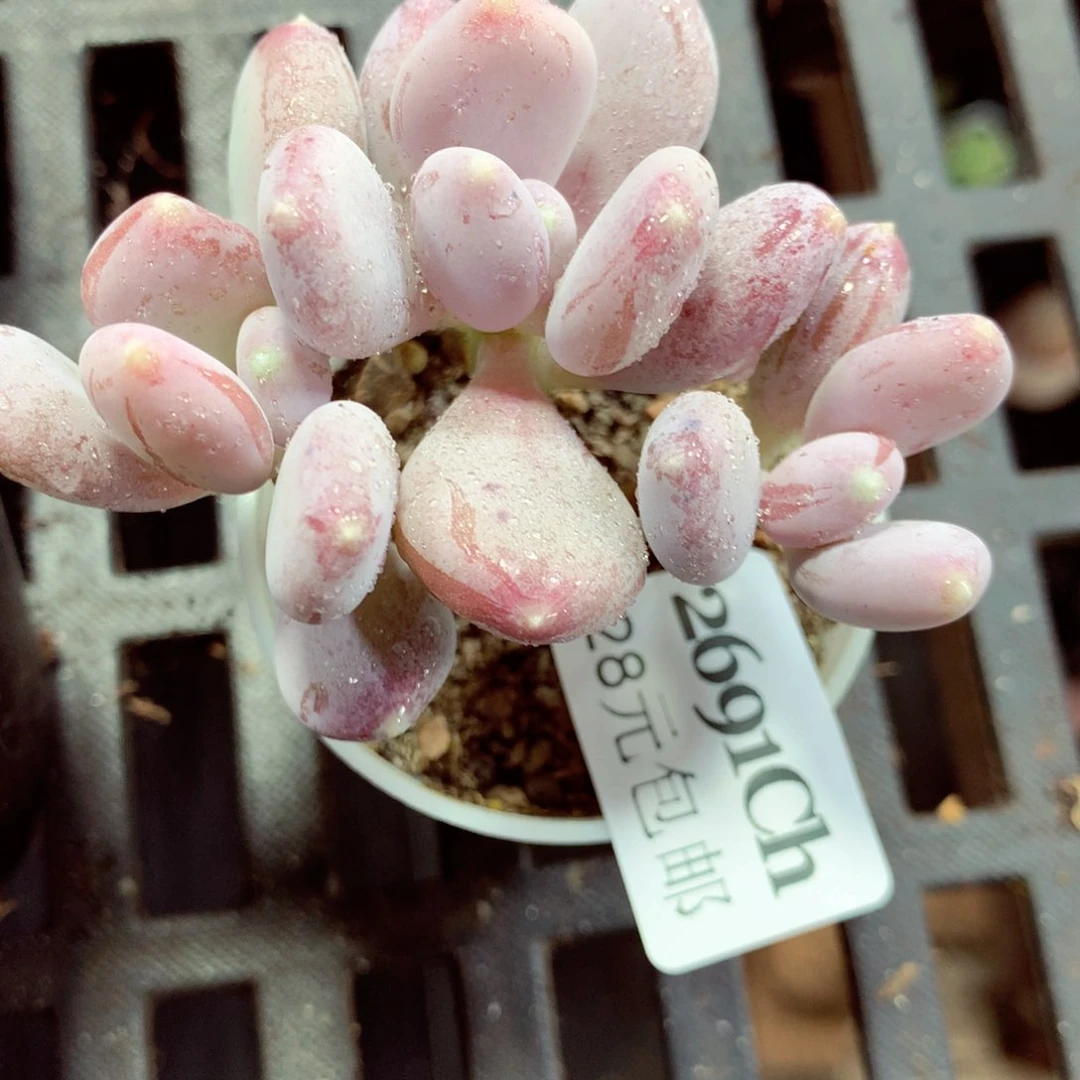 5厘米盆精控多肉2691