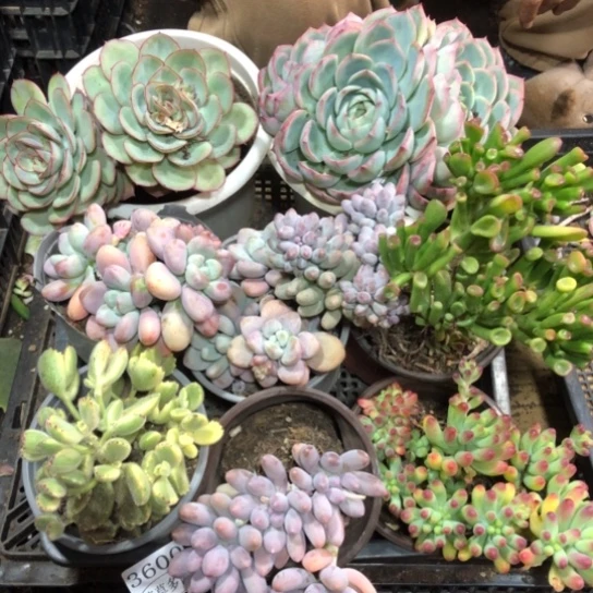 框拍，3600，微瑕，介意慎拍