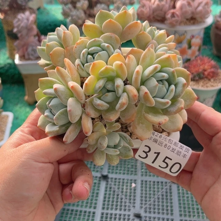 大3150:？xvxbvbbbb