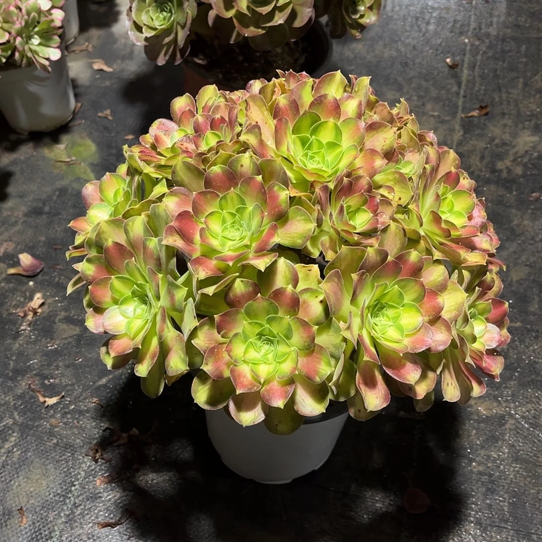 韶华老桩法师漂亮漂亮