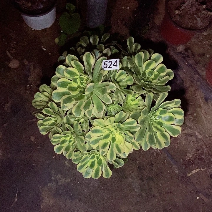 绿体香奈儿多肉524多肉