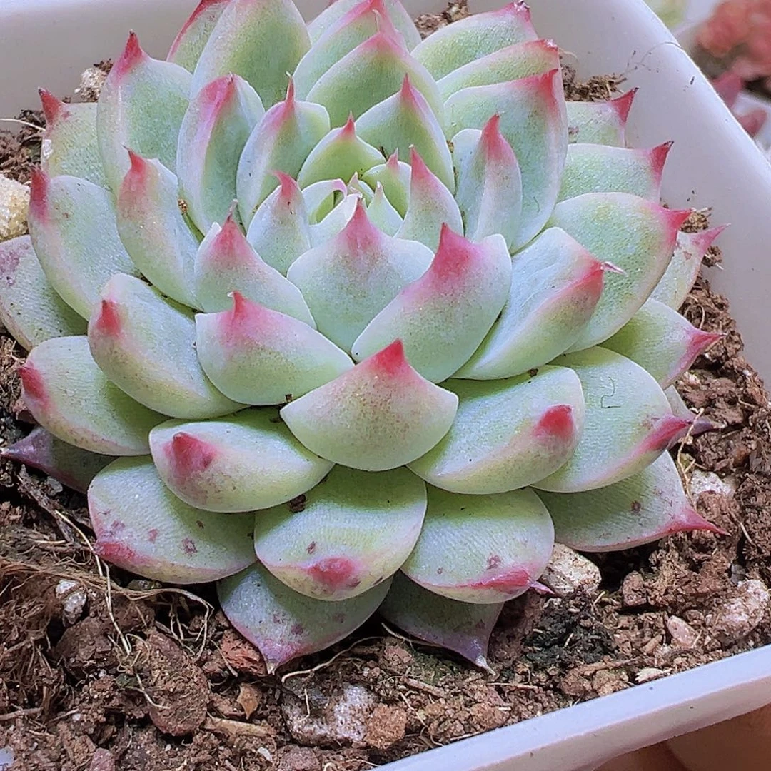 梦瑶19包邮多肉植物