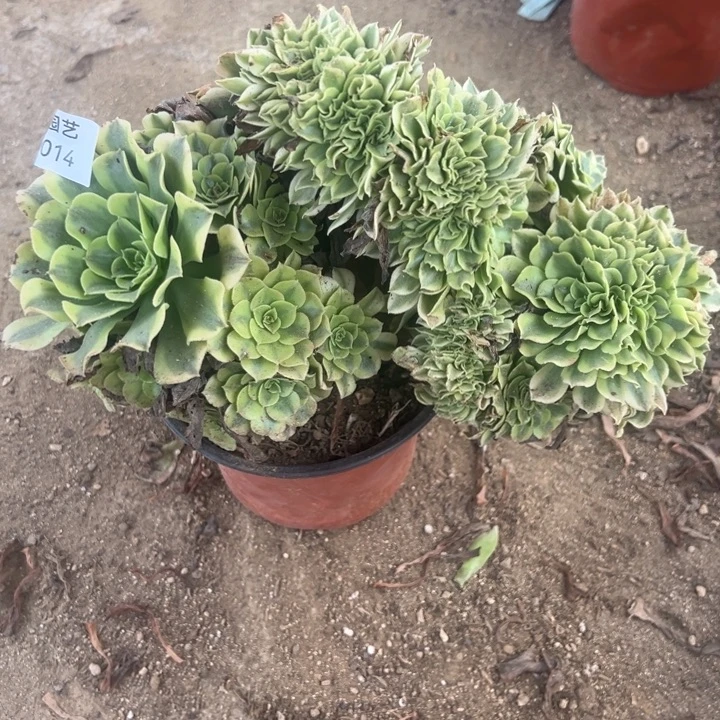 绿豆沙缀多肉植物014
