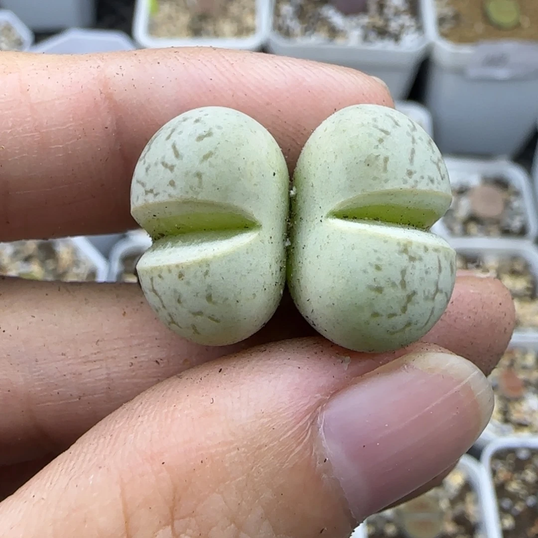 51绿大白双头清框福利30包邮