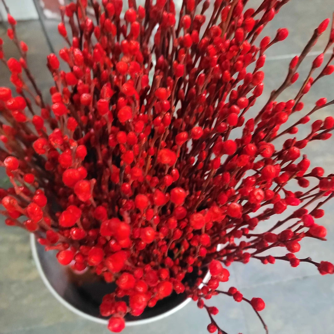 京东次日达70公分高银芽柳30枝