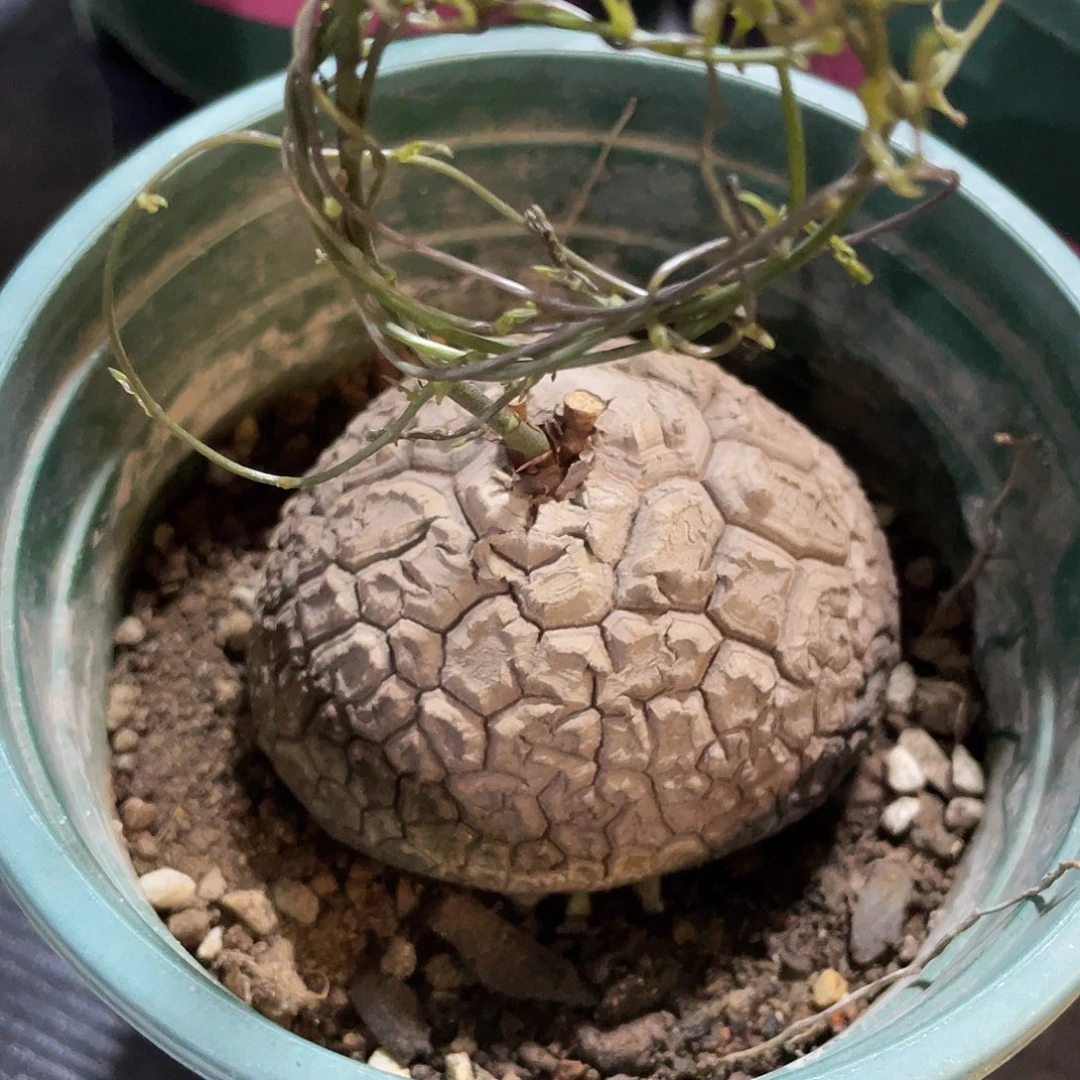 50龟甲龙不退不换