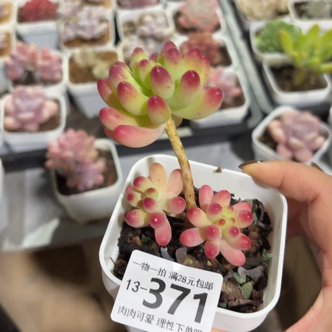 果冻乙女心无盆土发货无